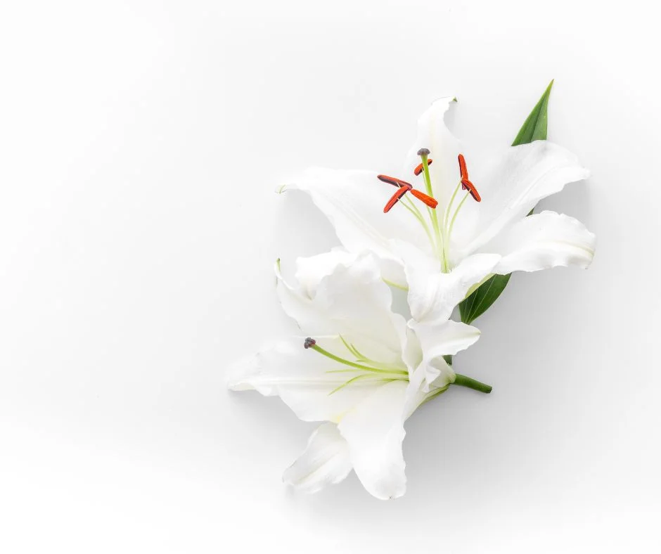 Respaldo Funerario con un Seguro de Servicios Funerarios
